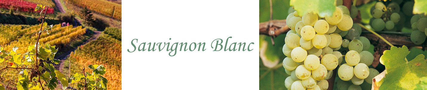 Sauvignon Blanc Bor