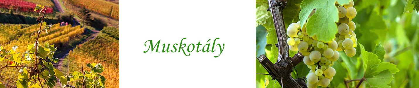 Muskotály borok - Muskotály szőlő